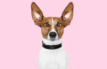 Easy ways to teach your dog tricks Chic Pet Essentials