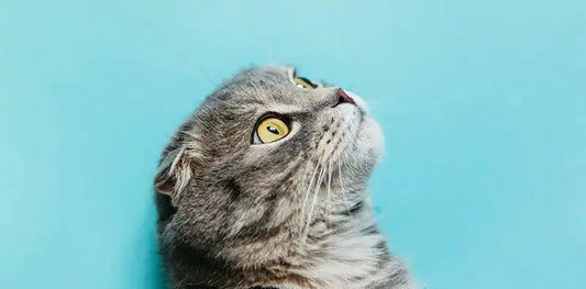 Deciphering your cat’s language Chic Pet Essentials