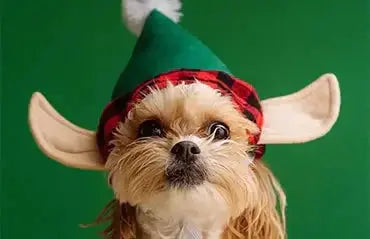 8 Tips for taking the perfect photo of your pet Chic Pet Essentials