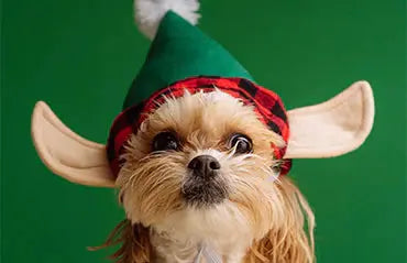 8 Tips for taking the perfect photo of your pet